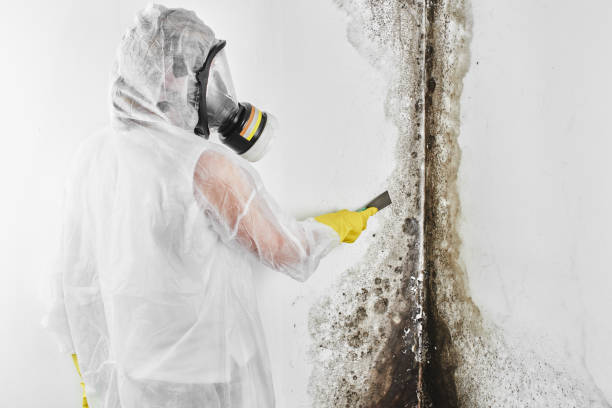 Best Attic Mold Removal  in Rib Mountain, WI