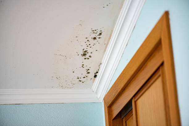 Best Mold Removal Near Me  in Rib Mountain, WI