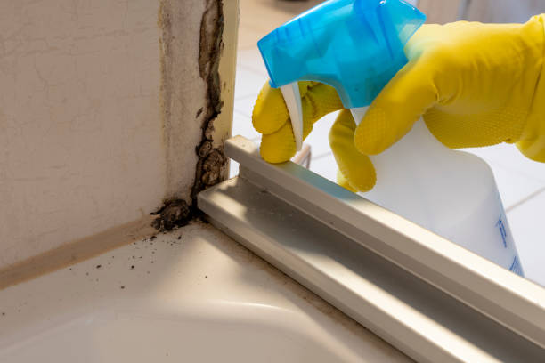 Best Affordable Mold Removal  in Rib Mountain, WI