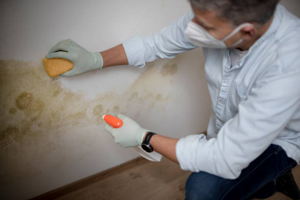 Best Mold Remediation Services  in Rib Mountain, WI