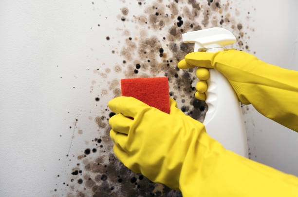 Best Fast Mold Removal  in Rib Mountain, WI