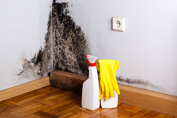 Best Emergency Mold Removal  in Rib Mountain, WI
