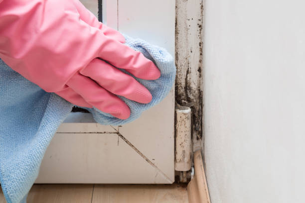 Best Affordable Mold Removal  in Rib Mountain, WI